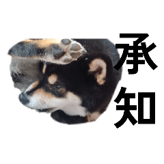 黒柴犬　フェル毎日楽しい　デカ文字13