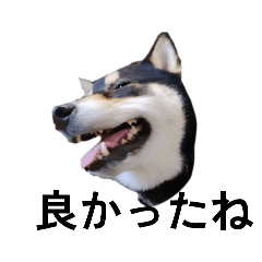 黒柴　柴犬　毎日デカ文字　フェル17
