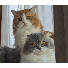 sumire_20250724005230