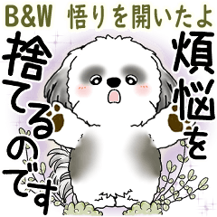 B&W シーズー犬 2025 「悟りました」