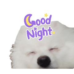 笨笨家族