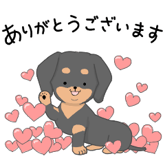 My color ダックスフンド　ブラックタン