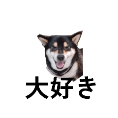 柴犬　黒柴犬　フェル　毎日デカ文字　11