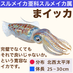 架空魚海の生き物図鑑