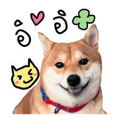 เบ็ปปี้หมาชิบะมีอะไรจะบอก