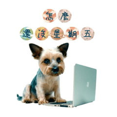 Cookie的生活日常part1