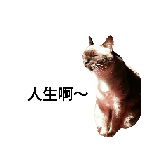 Siamese cat from taiwan -2
