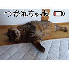 koko_20250725113317