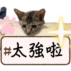 傻眼喵貓