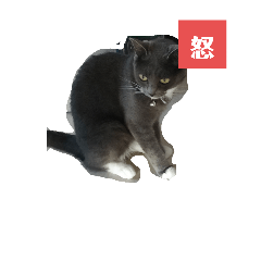 neko_20250725011028