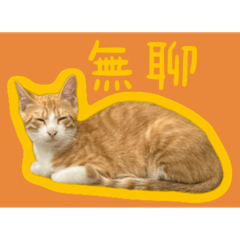 噗噗cat
