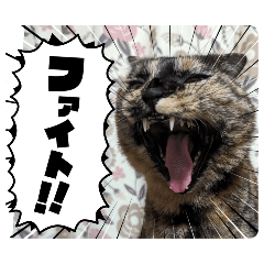 mayumi_20250725224458