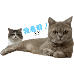 多多&麻糬&拉利