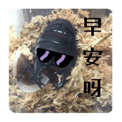 奇怪的動物特輯
