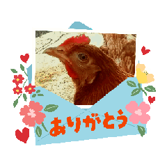 Moving Kokkochan