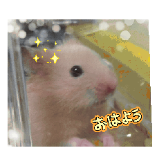 hamster 007