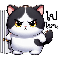 A cute and adorable black and white cat