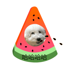 阿布狗狗可愛日常