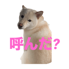 shiba momo_20250725210707
