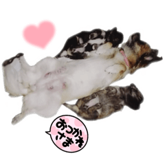 Alice_20250725221028