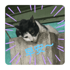 Cute cat meow flower