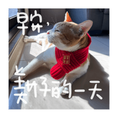 呆呆麻糬之中老年生活