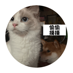 Taro & 153