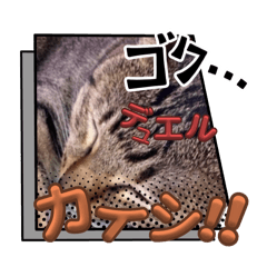 ねこにゃんだぞ〜