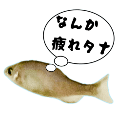 Ohagi_20250726030029