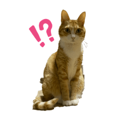 neko_20250726133901