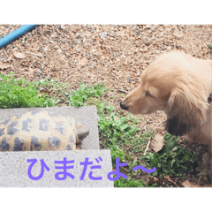 Maron&Pon
