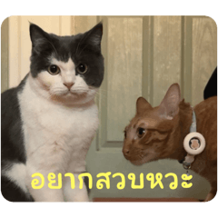 Banana_20250726184506