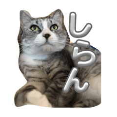 machapo_20250725202118