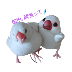 文鳥表情包2