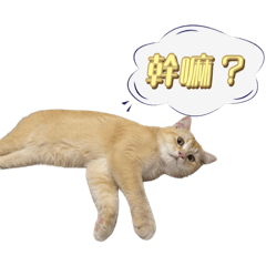 Vivi cat cat