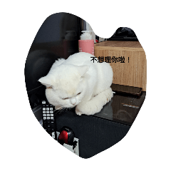 可愛白貓的生活日常