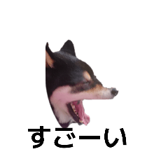 柴犬　黒柴犬　フェル　毎日デカ文字　14