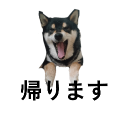 黒柴犬　柴犬　毎日デカ文字　フェル15