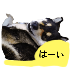 黒柴犬　柴犬　毎日楽しい　フェル　15