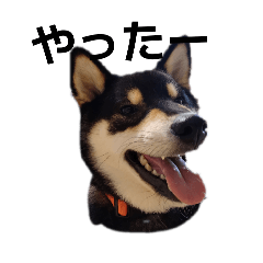 黒柴犬　柴犬　毎日デカ文字　フェル　16