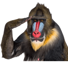 Expressive Mandrill!