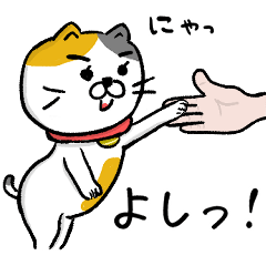 Because it's a domestic cat