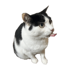 PinoCat_20250725095741