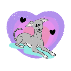 Italian grey hound