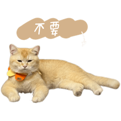 Vivi cat cat 2