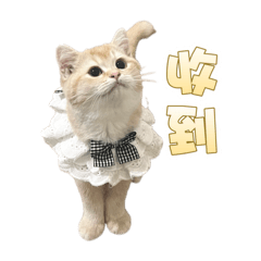 Vivi cat cat 2.0