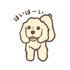 My name is Hana, AmericanCockerSpaniel 2