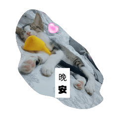 超級可愛貓咪12