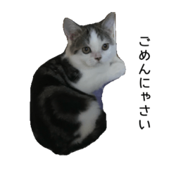 neko_20250725224409