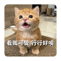 橘色旋風小旺登場